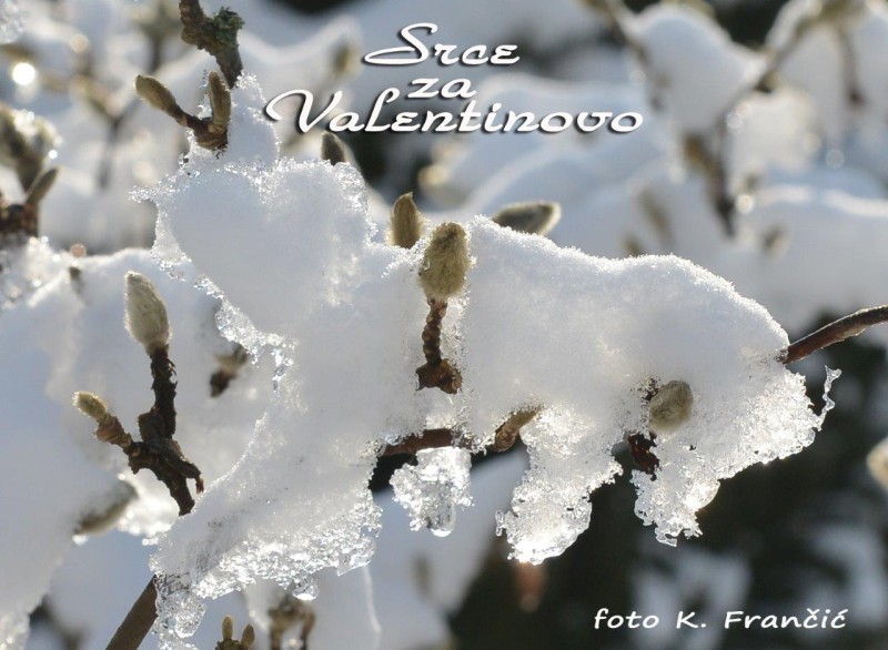 foto/11 srce