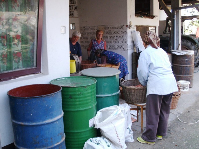 foto/koruza052015b